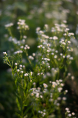 Scene with wild grass on a sun light