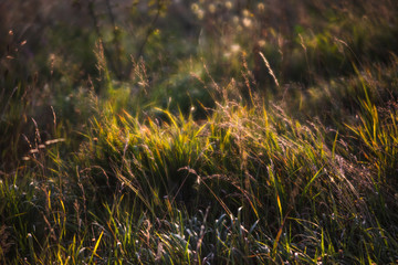 Scene with wild grass on a sun light
