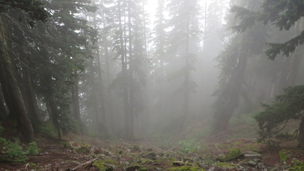 Obraz premium Forest Fog