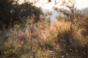 Scene with wild grass on a sun light