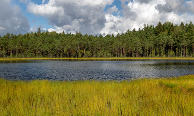 swamp lake landscape, cranberry gathering time in autumn, bright green swamp grass in the foreground