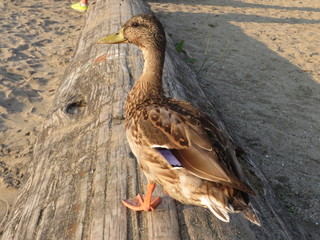 Vancouver Duck on a Log
