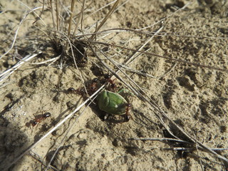 Desert Ants