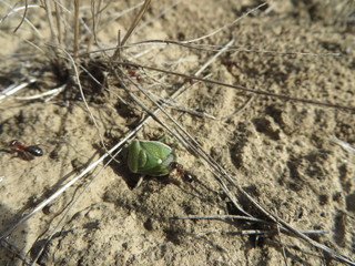 Desert Ants 