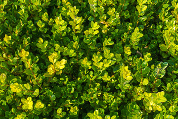 background of green leaves
