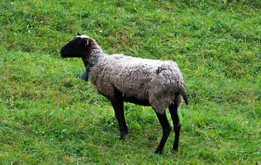 One brown sheep eats grass. On a green meadow