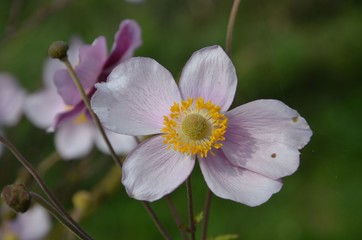 Herbstanemone im Garten