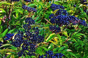 Sambucus Ebulus (Elderberry) fruits