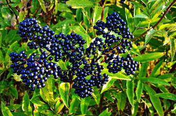 Sambucus Ebulus (Elderberry) fruits