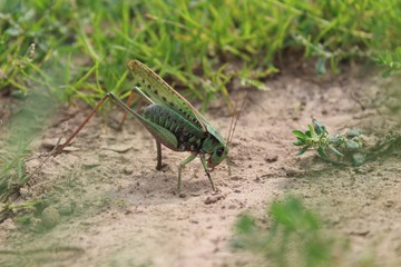 grasshopper