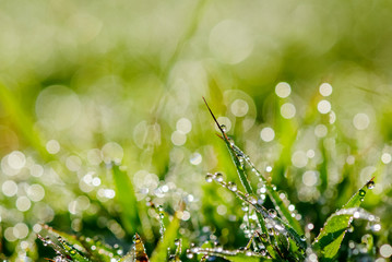 Beautiful bokeh with morning dew on green grass