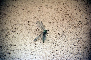 Winged Dragonfly on Wall 