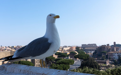 Gaviota mirando al Coliseo