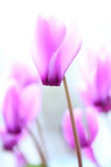 Fototapeta premium シクラメン 赤