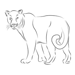 illustration of leopard, graphic vector animal