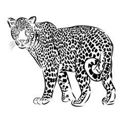 illustration of leopard, graphic vector animal