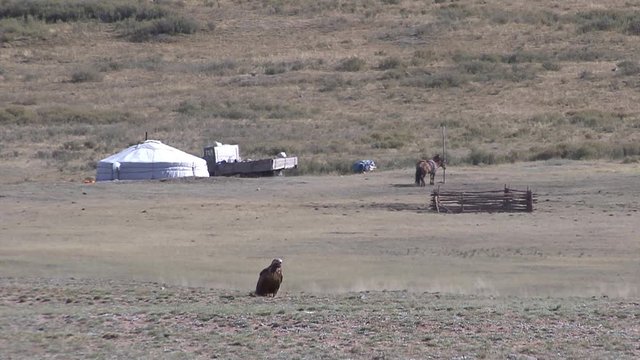 Mongolia. Northern foothill areas. Eagles.