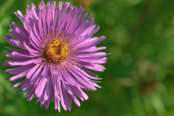 purple flower in the garden on a green background
