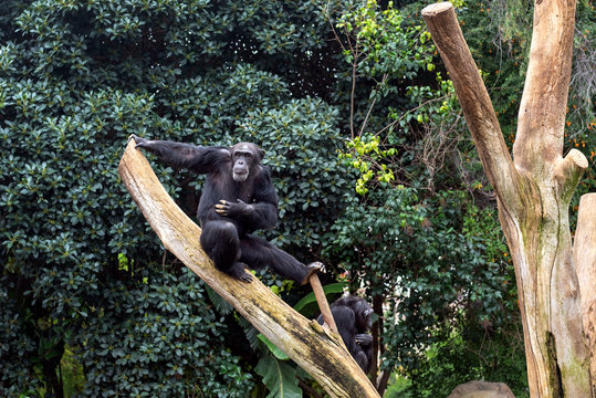 Wild black monkey is sitting on a tree and looking forward