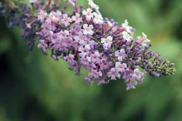 close up of purple flower