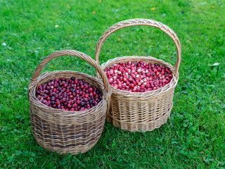 Fototapeta na wymiar wicker baskets with cranberries, wild berries, berries from the bog