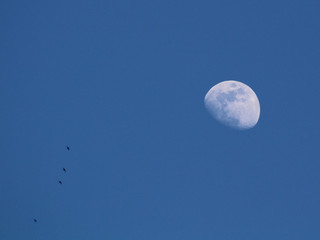 Luna © babbi72
