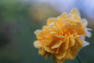 closeup of yellow flower