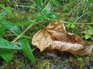 mushrooms in grass