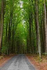  Country road in a forest, Sumava National Park, Czech republic