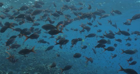 School of Pacific Creolefish from the reefs of the sea of cortez, mexico.