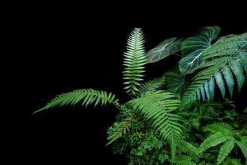 Fern fronds, philodendron leaves (Philodendron gloriosum) and tropical foliage rainforest plants...