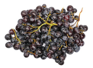 Dark grapes, Black Hamburg (Schiava Grossa) isolated on white background, top view