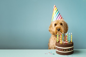 Dog with birthday cake