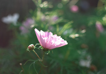 beautiful pink flower