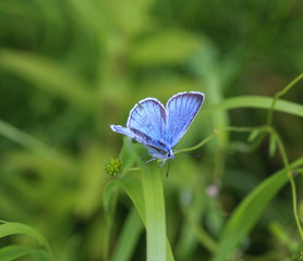 Polyommatus dorylas, the turquoise blue butterfly of the family Lycaenidae
