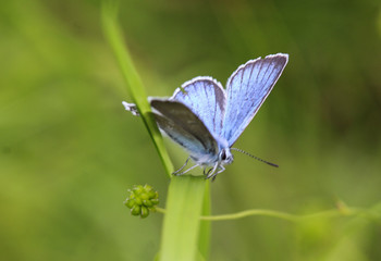 Polyommatus dorylas, the turquoise blue butterfly of the family Lycaenidae