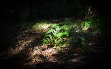 sunlit fern in shady forest