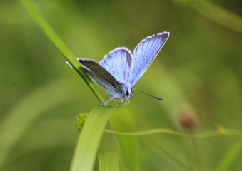Polyommatus dorylas, the turquoise blue butterfly of the family Lycaenidae