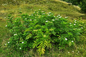 Inflorescence bush (Sambucus ebulus L.) of the family Adoxaceae.