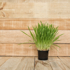 Flower pot with greens on the table stands on a light brown wooden wall background. Copy space