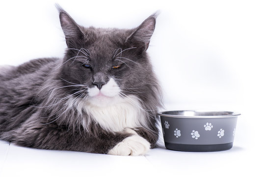 Gray cat, Maine Coon breed, sits white table next to bowl for eating. Cat white background. - Powered by Adobe