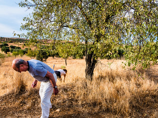 Almond harvesting in a spanish field