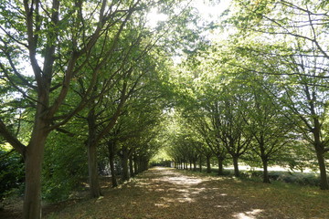 Autumn Leaves Avenue
