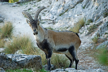 Macho de cabra Hispánica en la Sierra de Cazorla.