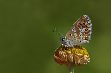 Polygonal balkan blue butterfly ; Polyommatus anteros