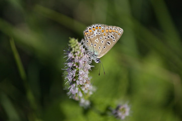 Papillon en promenade