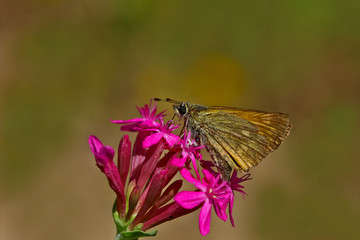 Bouncy butterfly ; Ochlodes venatus