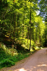 Obraz premium Road to Winter and Spa station Poiana Brasov. Typical landscape in the forests of Transylvania, Romania