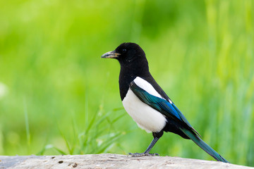 Crow. Eurasian Magpie. Gren yellow nature background. Bird: Eurasian Magpie. Pica pica.