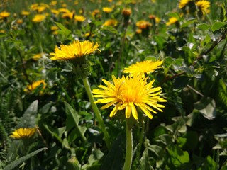 dandelions in a meadow